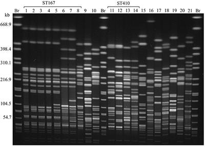 CTX-M-15-Producing E. coli Isolates from Food Products in Germany Are Mainly Associated with an IncF-Type Plasmid and Belong to Two Predominant Clonal E. coli Lineages